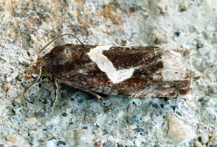 Tortricidae 39 - Epiblema foenella